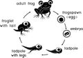 Silhouette of frog life cycle. Sequence of stages of development of cartoon frog from egg to adult animal isolated on white Royalty Free Stock Photo